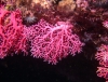 Red Coral