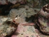Tubeworm & Triplefin